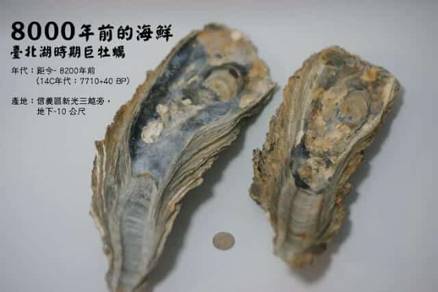青田七六-牡蠣化石