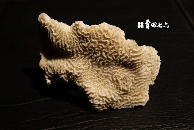 青田七六-珊瑚標本