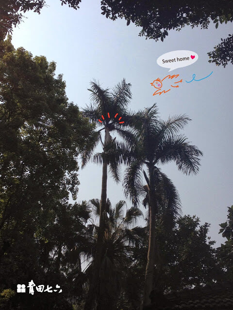 青田七六-椰子樹落葉及鳥巢