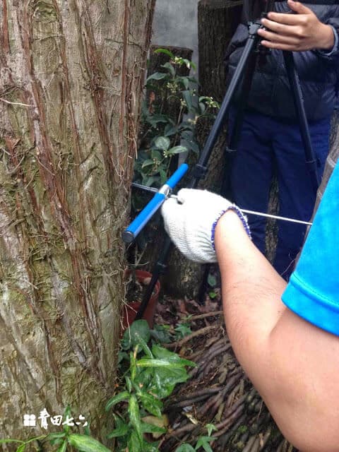 青田七六-鑽樹心-2