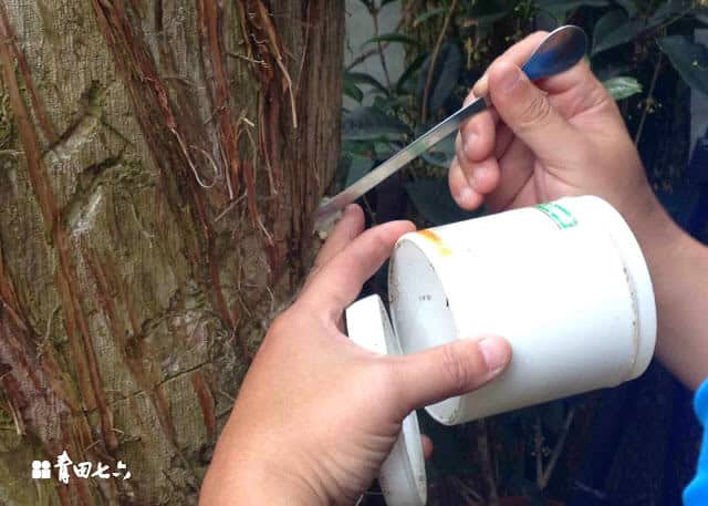 青田七六-鑽樹心-3