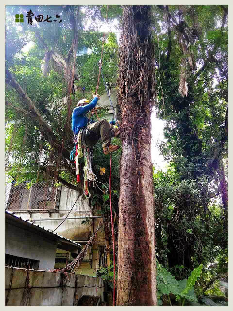 青田七六-鑽樹心-5