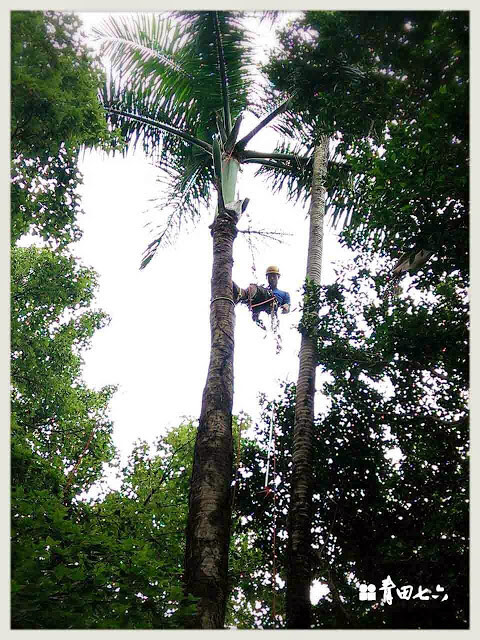 青田七六-鑽樹心-6