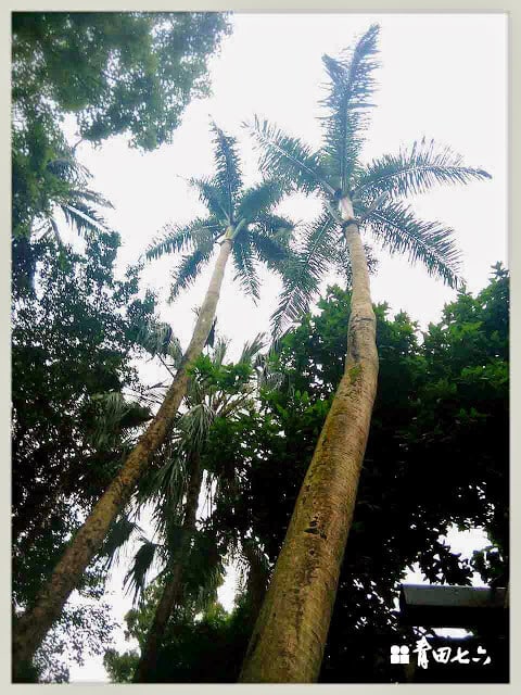 青田七六-鑽樹心-7