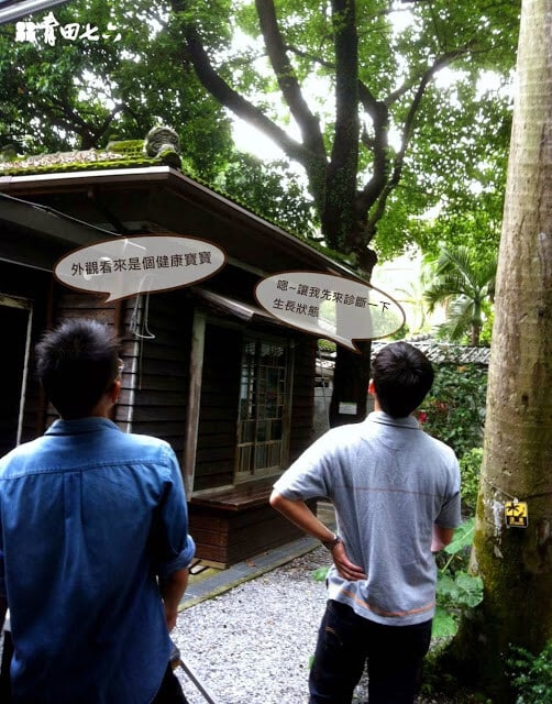 青田七六-樹木健診-楓香