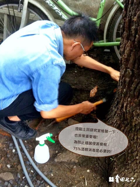 青田七六-樹木健診-楓香土質測量