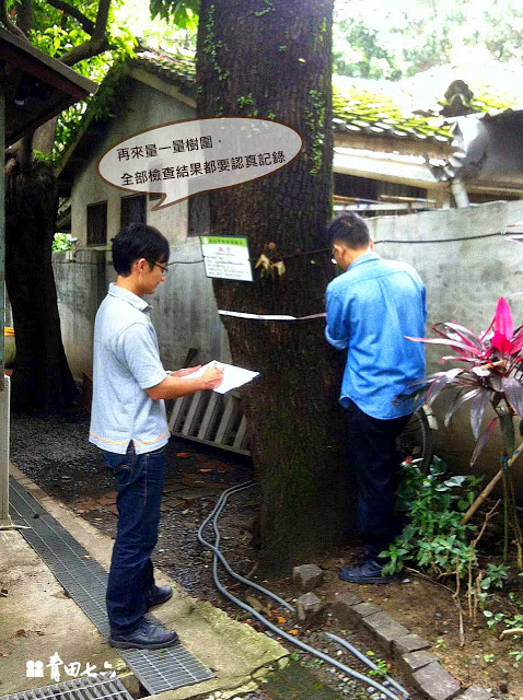 青田七六-樹木健診-楓香測量