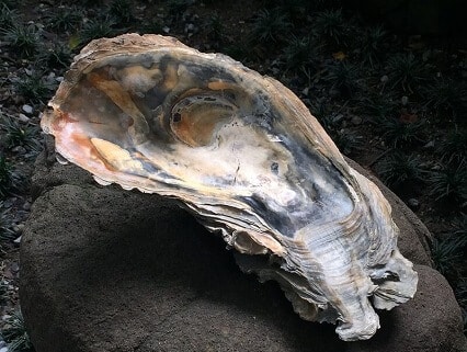 青田七六-老屋导览-大牡蛎化石